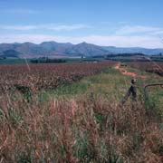 Pineapple fields