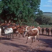 Cattle, Mahlanya