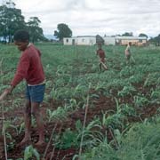 Working in the field