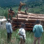 Loading trees