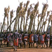 Bringing reed bundles