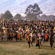 The Reed Dance