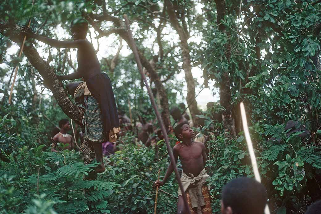 Climbing trees