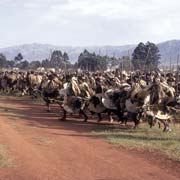 Surging regiments