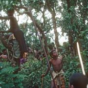 Climbing trees