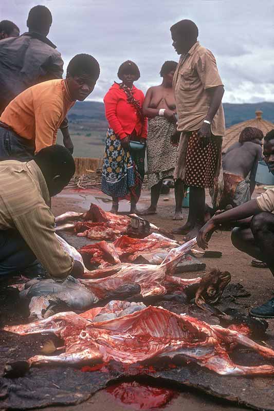 Butchering the goats