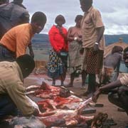 Butchering the goats