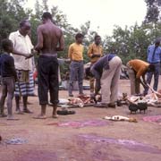 Butchering the goats