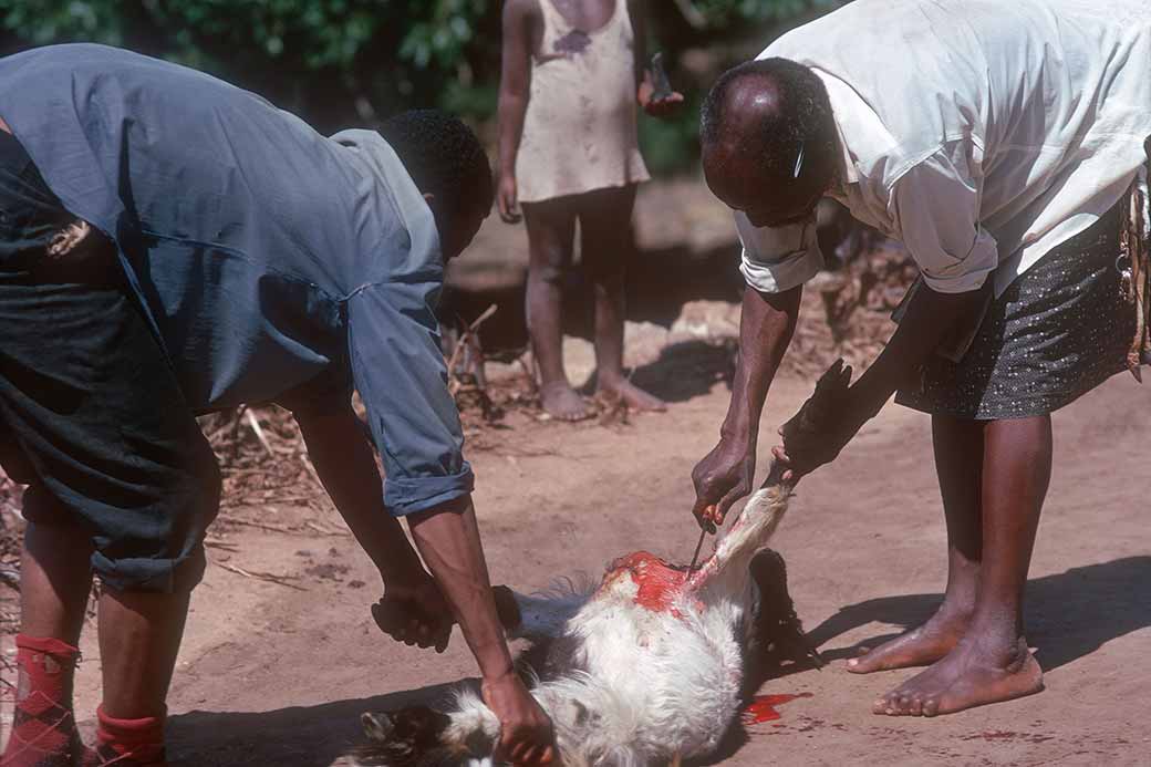 Butchering a goat