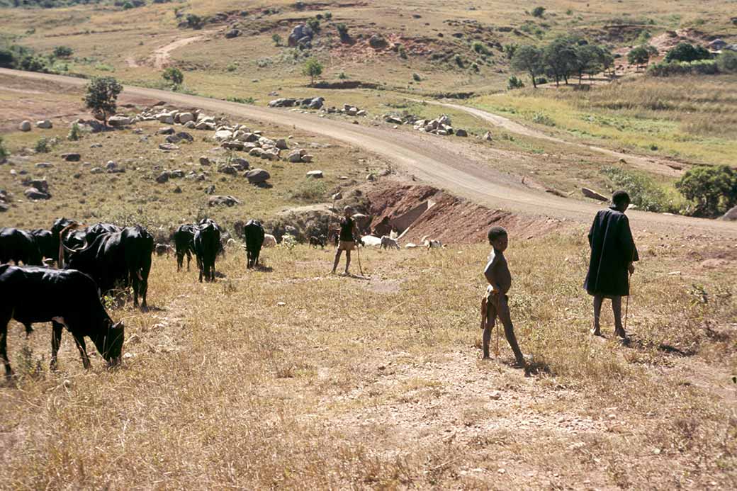 Looking after cattle