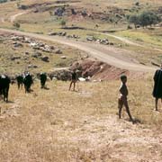 Looking after cattle