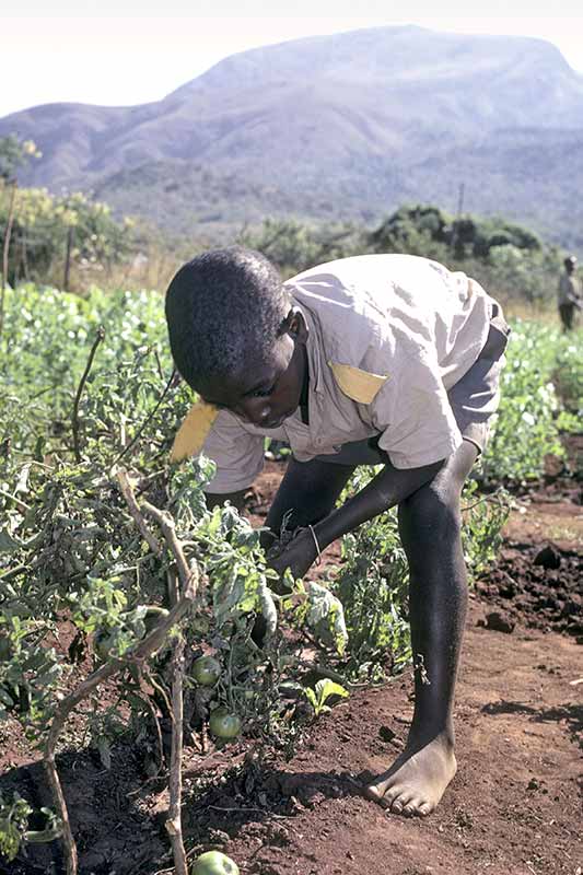 Growing tomatoes