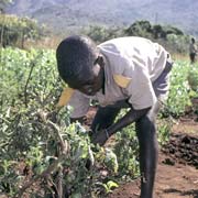 Growing tomatoes