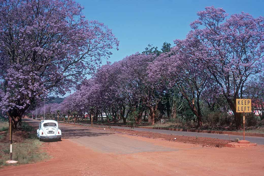 Jacarandas, Nhlangano