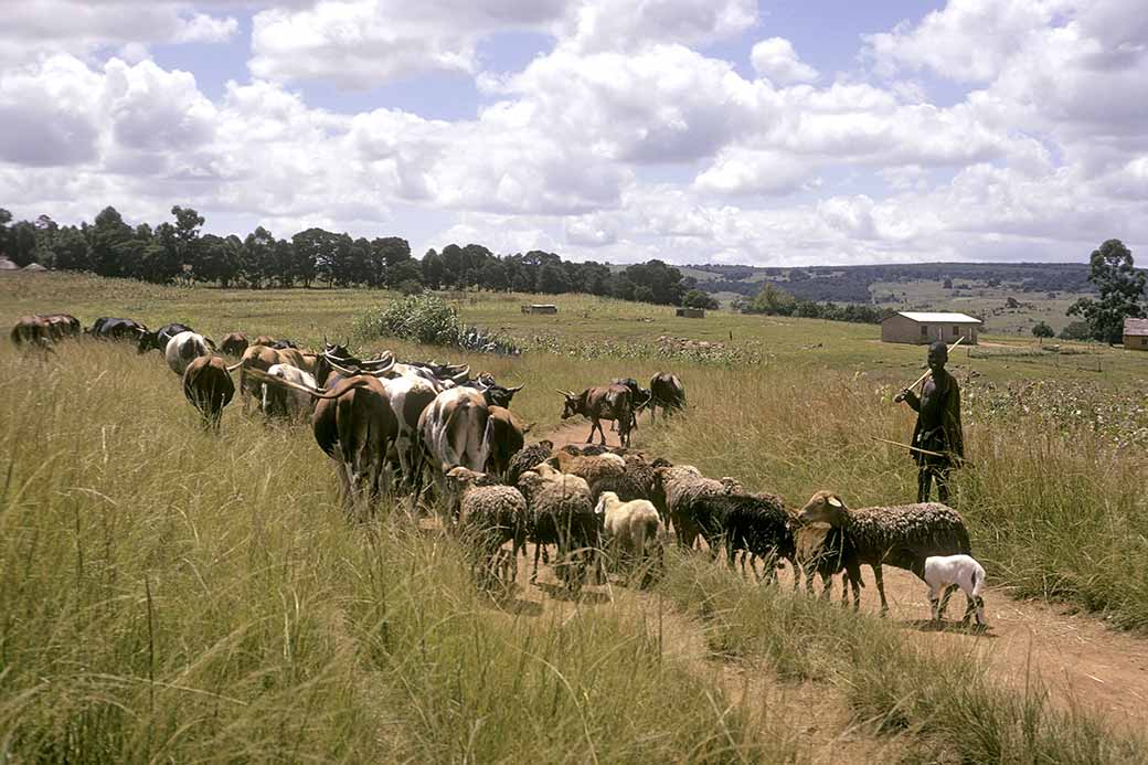 Herding cattle