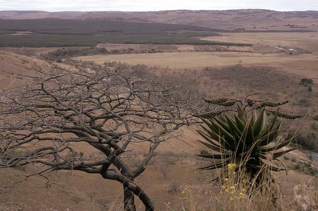 Mkondo valley