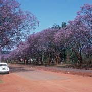 Jacarandas, Nhlangano