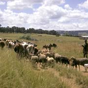 Herding cattle