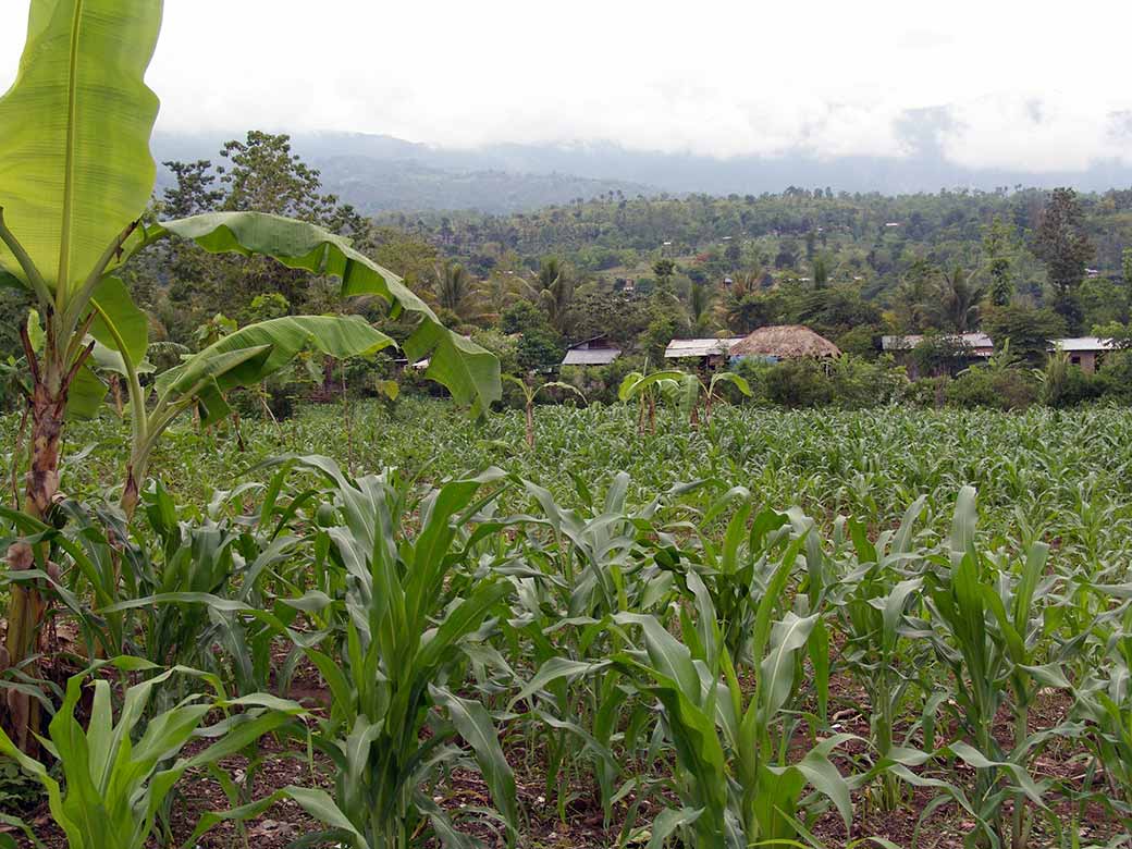 Farm in Maliana