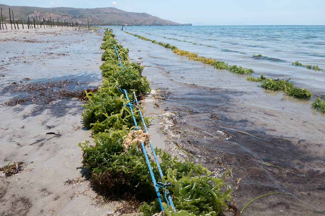 Growing seaweed