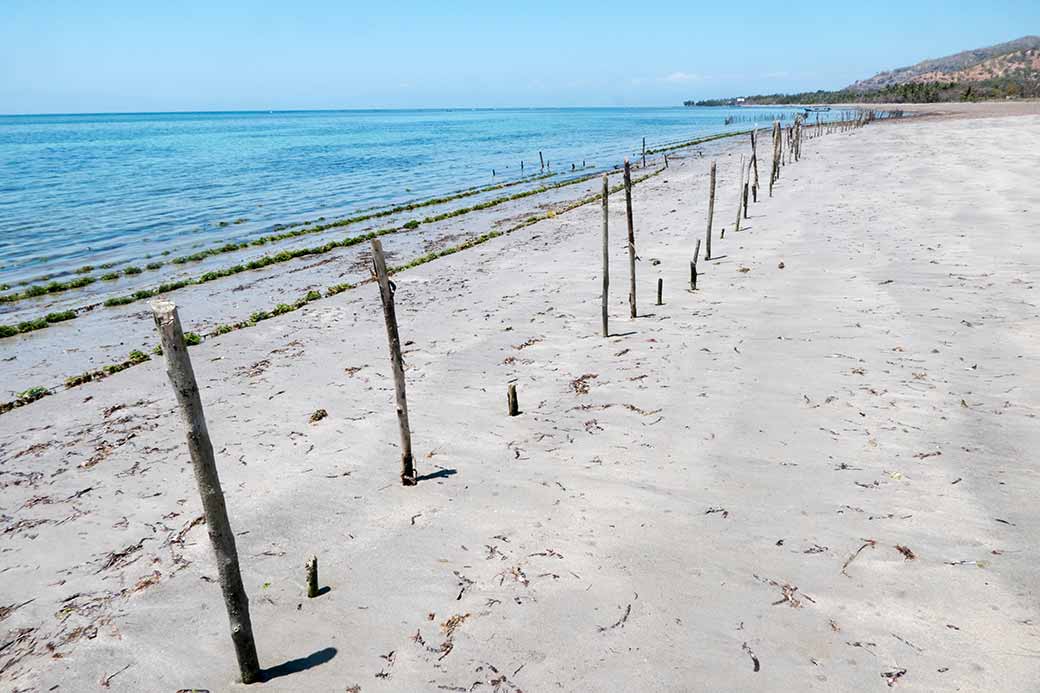 Berach, growing seaweed