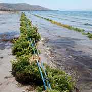 Growing seaweed