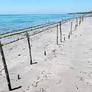 Berach, growing seaweed