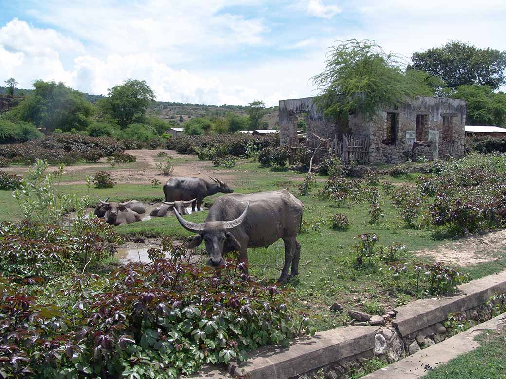 Water buffalo