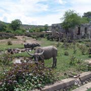 Water buffalo