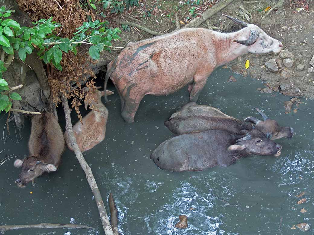 Water buffaloes