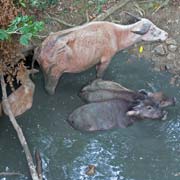 Water buffaloes