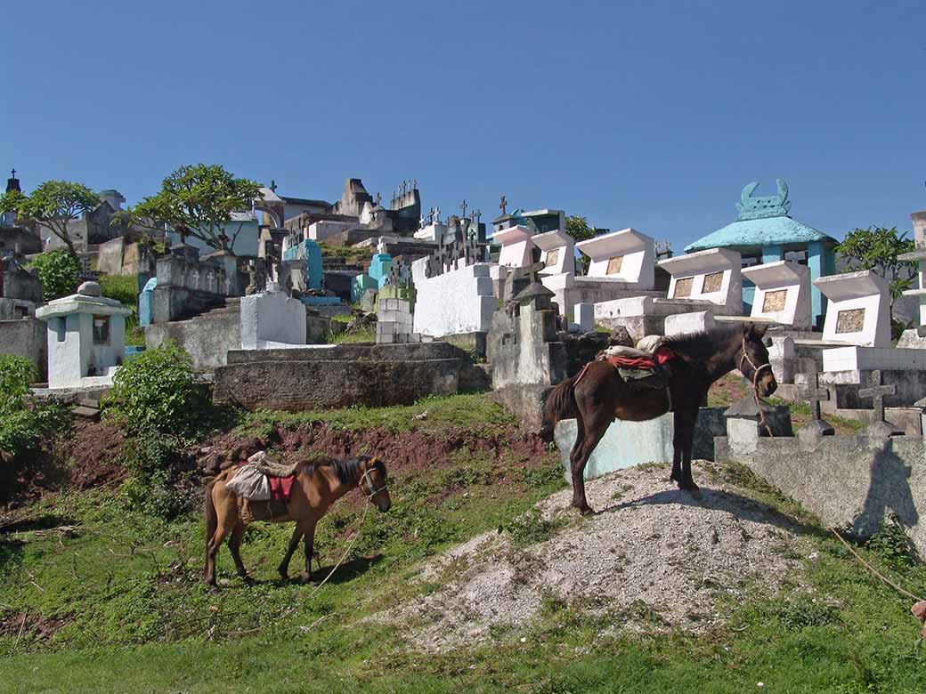Cemetery and horses