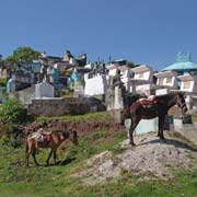 Cemetery and horses