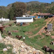 Horse parking