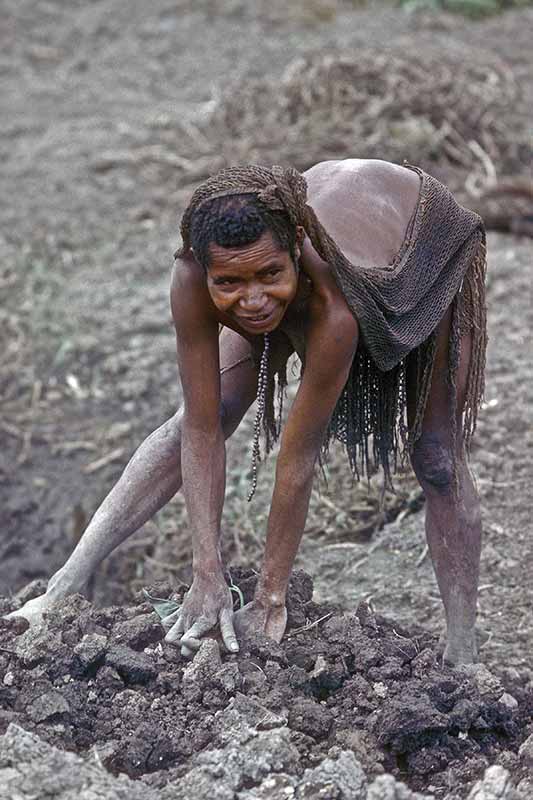 Sweet potato farming