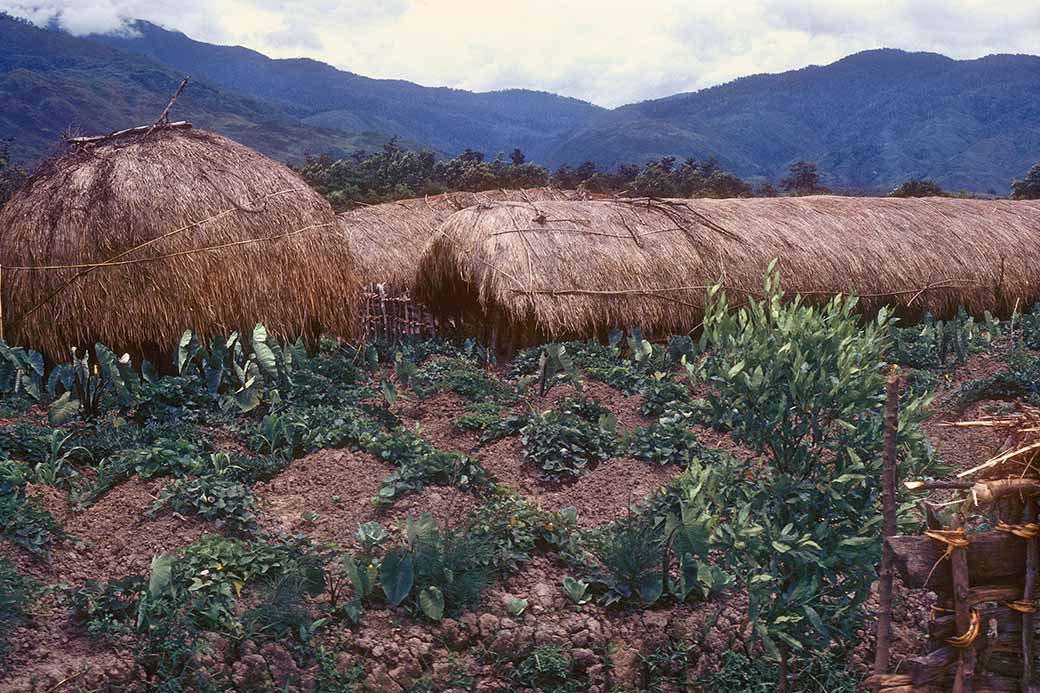 Sweet potato beds