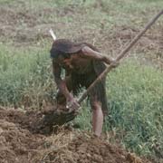 Preparing the ground