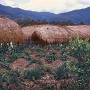 Sweet potato beds