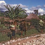 Carrying cabbages