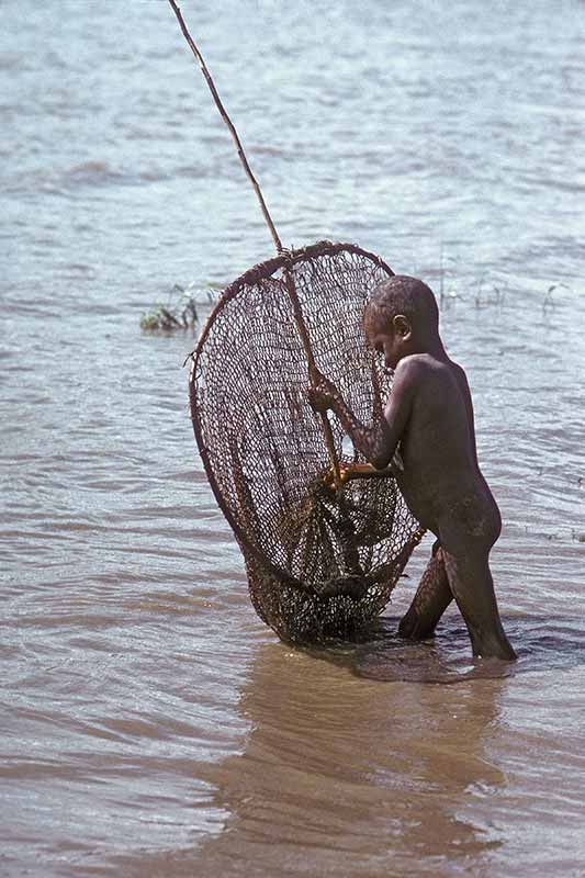 Catching shrimps