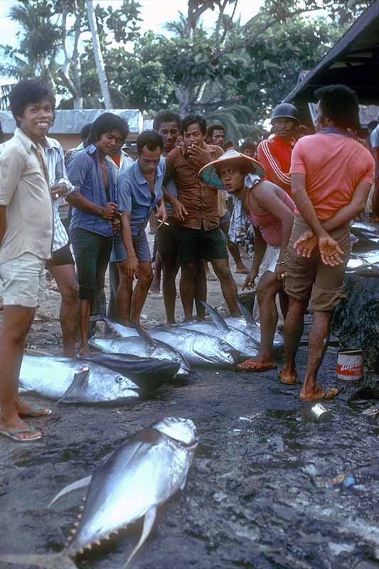 Tuna for sale